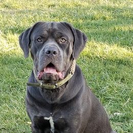 Cane Corso from Bear Valley Cane Corso