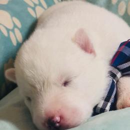 Snow - White male Siberian Husky puppy in Atlanta, Georgia from Lobban Huskies