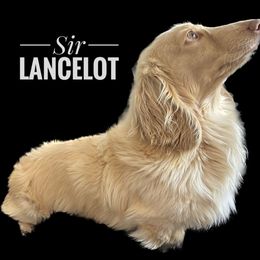 Sir Lancelot - Cream Dachshund puppy in Pueblo, Colorado from Bianka's Dackels