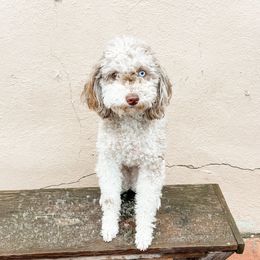 Teeter - Goldendoodle