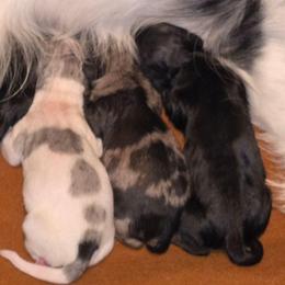 Chocolate dapple - Dapple male Dachshund puppy in Port Charlotte, Florida from Vicki's Dachshund Crossing