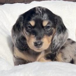 Black and Cream Dapple -- Female - Dapple female Dachshund puppy in Kalama, Washington from Dazzling Doxies
