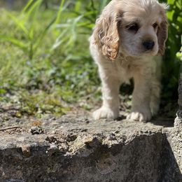 Cocker Spaniel Puppies from Brooks House Cocker Spaniels