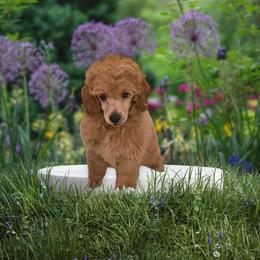 Flame - Red  male Poodle puppy in Decateur, Texas from Symphony Miniature Poodles