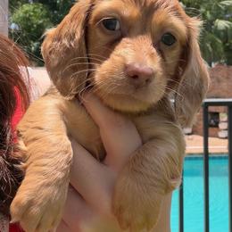 Sprout - Dapple male Dachshund puppy in Southwest Ranches, Florida from Breezy Florida Dachshunds
