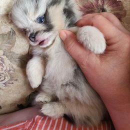 Lil' Racoon - Blue merle female Pomeranian puppy in Long Eddy, New York from Denise’s Exquisite Pomeranians