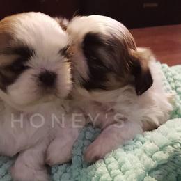 Shih Tzus from White Sands Shih Tzu's