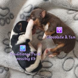 Queen Anastasia - Chocolate and tan female Yorkshire Terrier puppy in Humble, Texas from Marnax Yorkshire Babies