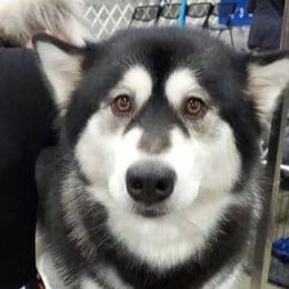 Alaskan Malamutes from LAMP KENNELS