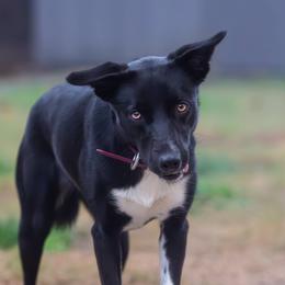 Reverie - Black and white female McNab puppy in California from Iron Oak Stockdogs