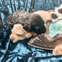 Goldendoodle Puppies from The Dood Effect