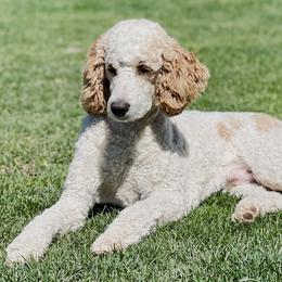 Quigley - Poodle