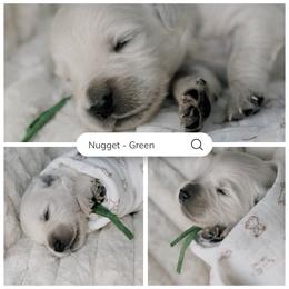 Nugget - Green Collar - Light golden male Golden Retriever puppy in Noblesville, Indiana from Ivory & Pine Goldens