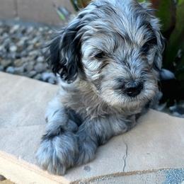 Dancer (purple) - Merle female Goldendoodle puppy in Peoria,  Az, Arizona from Not Just "Golden" Doodles