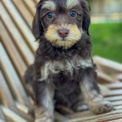 Cali1 (California) - female Golden Mountain Doodle puppy in Twin Falls, Idaho from Magic Valley Family Doodles