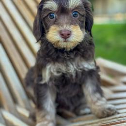 Cali1 (California) - female Golden Mountain Doodle puppy in Twin Falls, Idaho from Magic Valley Family Doodles