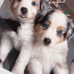 Australian Shepherd Puppies from Cooper Ridge Aussies