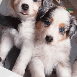 Australian Shepherd Puppies from Cooper Ridge Aussies