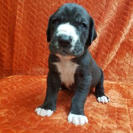Great Dane Puppies from Gentle Giants of Tennessee Great Danes