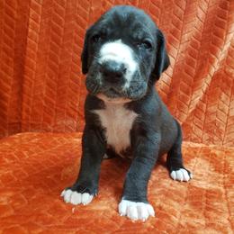 Great Dane Puppies from Gentle Giants of Tennessee Great Danes