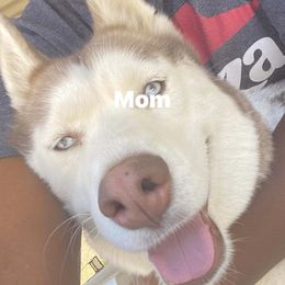 Lay lay - Siberian Husky