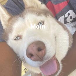 Lay lay - Siberian Husky