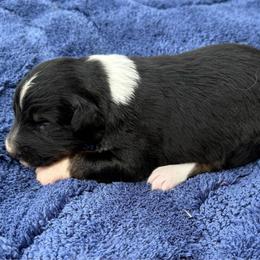 Roger - Black tri-color male Australian Shepherd puppy in Mount Vernon, Texas from RJ's Aussie Posse
