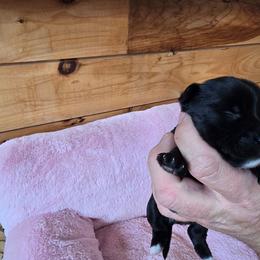 Boy 3 - Parti male Yorkshire Terrier puppy in Mountain Grove, Missouri from Precious Puppies