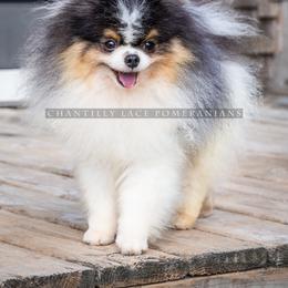 Finn - Pomeranian