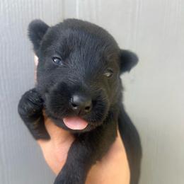 Andy - Black male Scottish Terrier puppy in Chattanooga, Tennessee from Oodles of Cuties!