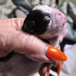 Only girl - Black and white female Shih Tzu puppy in Green Valley Lake, California from All American Shih Tzu Puppies