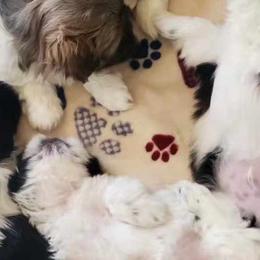 Shih Tzus from Jacobsen Family Shih Tzus