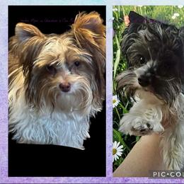 Yorkshire Terrier puppies from Melissa's Paw Impressions