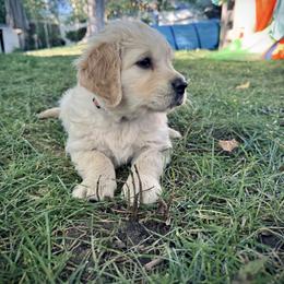 Georgia - Light golden female Golden Retriever puppy in Bountiful, Utah from Everest's Golden Legacy