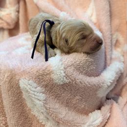 Fishy - Cream female Goldendoodle puppy in Houston, Texas from Were The Mack'Doodles