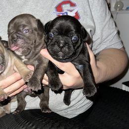 French Bulldog Puppies from KT’s Fabulous Frenchies