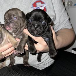 French Bulldog Puppies from KT’s Fabulous Frenchies