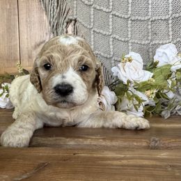 Kate - Caramel cream female Labradoodle puppy in English, Indiana from Doodle Darlings