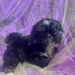 Maple- WOW - Black and tan female Shih Tzu puppy in Lawrenceville, Georgia from Beauty's Shih Tzu (Georgia)