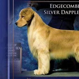 Golden Retrievers from Misty’s Mountain Goldens