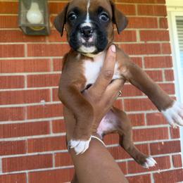 Girl 4 - Fawn female Boxer puppy in Louisville, Kentucky from Nelson’s Fancy Frenchies and Bulldogs