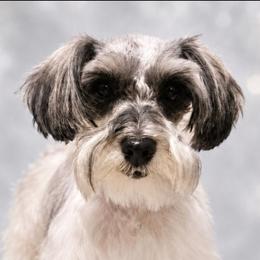 Miniature Schnauzer puppies from 1 Smart Choice Schnauzers Babies