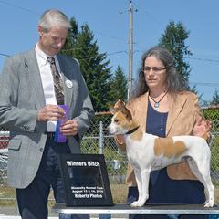 Bouvier des Flandres and Rat Terrier All Grown Up from DHart Farm & Kennel