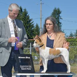 Bouvier des Flandres and Rat Terrier All Grown Up from DHart Farm & Kennel
