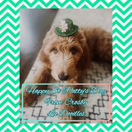 Goldendoodle Puppies from Lu Doodles