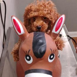 Rocky - Red  male Poodle puppy in Hardinsburg, Indiana from KC Recherche'