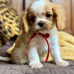 Jackson - Blenheim male Cavalier King Charles Spaniel puppy in Casar, North Carolina from Lizmere Cavalier King Charles Spaniels