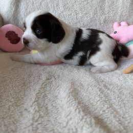 Girl 3 - female Brittany puppy in Maidens, Virginia from Labyrinth Brittanys