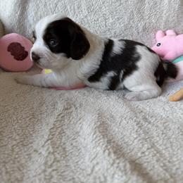 Girl 3 - female Brittany puppy in Maidens, Virginia from Labyrinth Brittanys