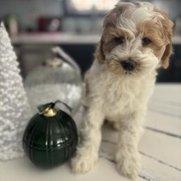 Boy 3 - Tri-color male Australian Labradoodle puppy in East Granby, Connecticut from All-Spice Australian Labradoodles